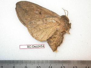  ( - BC-Dec0454)  @13 [ ] Copyright (2010) Thibaud Decaens Research Collection of Thibaud Decaens