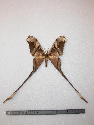  (Copiopteryx semiramis steindachneri - BC-Dec0063)  @13 [ ] Copyright (2010) Thibaud Decaens Research Collection of Thibaud Decaens