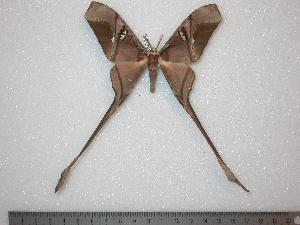  (Copiopteryx semiramis montei - BC-Dec0065)  @15 [ ] Copyright (2010) Thibaud Decaens Research Collection of Thibaud Decaens
