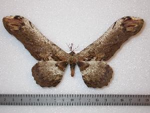  ( - BC-Dec0085)  @13 [ ] Copyright (2010) Thibaud Decaens Research Collection of Thibaud Decaens