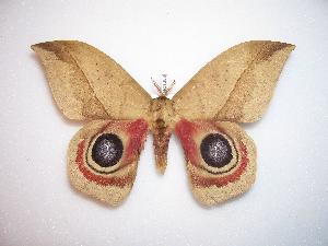  ( - BC-Dec1058)  @13 [ ] Copyright (2010) Thibaud Decaens Research Collection of Thibaud Decaens