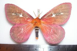  (Cerodirphia avenata - BC-Dec1082)  @15 [ ] Copyright (2010) Thibaud Decaens Research Collection of Thibaud Decaens