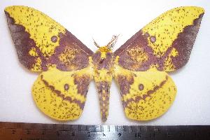  (Eacles imperialis - BC-Dec1104)  @15 [ ] Copyright (2010) Thibaud Decaens Research Collection of Thibaud Decaens