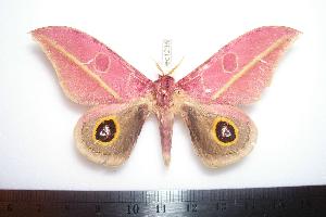  ( - BC-Dec1235)  @13 [ ] Copyright (2010) Thibaud Decaens Research Collection of Thibaud Decaens