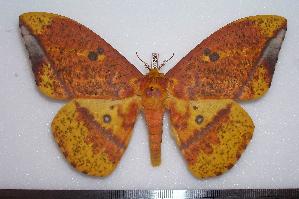  ( - BC-Dec1256)  @14 [ ] Copyright (2010) Thibaud Decaens Research Collection of Thibaud Decaens