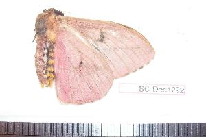  ( - BC-Dec1292)  @12 [ ] Copyright (2010) Thibaud Decaens Research Collection of Thibaud Decaens