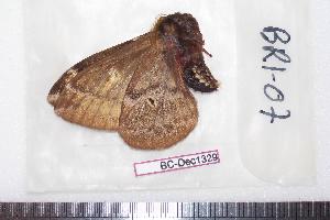  ( - BC-Dec1329)  @13 [ ] Copyright (2010) Thibaud Decaens Research Collection of Thibaud Decaens