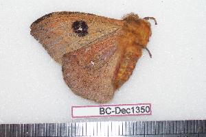 ( - BC-Dec1350)  @13 [ ] Copyright (2010) Thibaud Decaens Research Collection of Thibaud Decaens