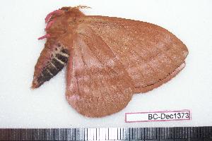  ( - BC-Dec1373)  @12 [ ] Copyright (2010) Thibaud Decaens Research Collection of Thibaud Decaens