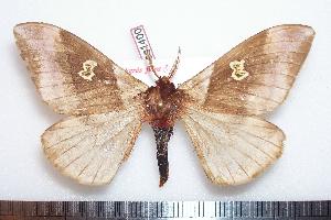  ( - BC-Dec1400)  @14 [ ] Copyright (2010) Thibaud Decaens Research Collection of Thibaud Decaens