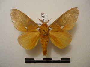  (Schausiella maranhensis - BC-Dec1545)  @14 [ ] Copyright (2010) Thibaud Decaens Research Collection of Thibaud Decaens