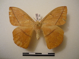  (Lonomia maranhensis - BC-Dec1552)  @14 [ ] Copyright (2010) Thibaud Decaens Research Collection of Thibaud Decaens