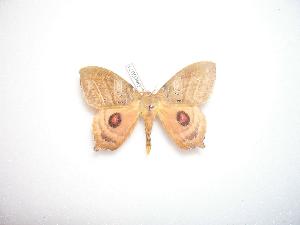  ( - BC-Dec0971)  @12 [ ] Copyright (2010) Thibaud Decaens Research Collection of Thibaud Decaens