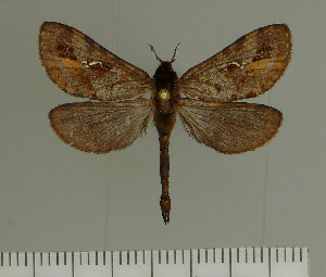  (Cibyra jurate - DZ 52648)  @11 [ ] by-nc-sa (2024) Carlos G.C. Mielke University of Curitiba