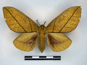  ( - BC-Dec2848)  @11 [ ] by-nc-sa (2024) Thibaud Decaëns Universite Montpellier, CEFE Lab