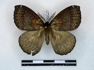  ( - BC-Dec2724)  @11 [ ] by-nc-sa (2024) Thibaud Decaëns Universite Montpellier, CEFE Lab