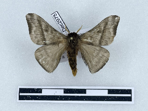  ( - BC-Dec2975)  @11 [ ] by-nc-sa (2025) Thibaud Decaëns Universite Montpellier, CEFE Lab