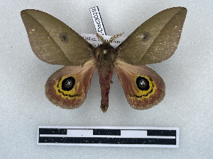  ( - BC-Dec3028)  @11 [ ] by-nc-sa (2025) Thibaud Decaëns Universite Montpellier, CEFE Lab