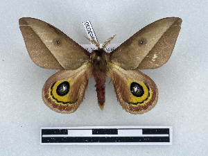  ( - BC-Dec3030)  @11 [ ] by-nc-sa (2025) Thibaud Decaëns Universite Montpellier, CEFE Lab