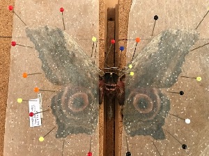  ( - BC-Dec2081)  @11 [ ] by-nc-sa (2021) Thibaud Deca&euml;ns Universite Montpellier, CEFE Lab