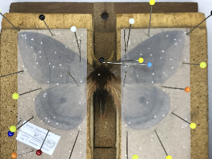  ( - BC-Dec2587)  @11 [ ] by-nc-sa (2023) Thibaud Decaëns Universite Montpellier, CEFE Lab