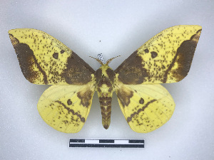  ( - BC-Dec2763)  @11 [ ] by-nc-sa (2023) Thibaud Decaëns Universite Montpellier, CEFE Lab