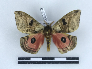  ( - BC-Dec2774)  @11 [ ] by-nc-sa (2023) Thibaud Deca&euml;ns Universite Montpellier, CEFE Lab