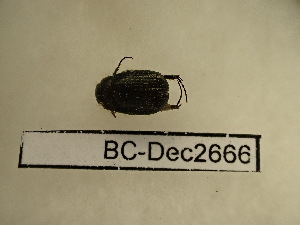  (Neomaladera - BC-Dec2666)  @11 [ ] by-nc-sa (2024) Thibaud Decaëns Universite Montpellier, CEFE Lab