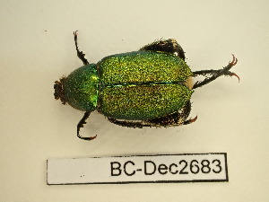  (Glaphyrus - BC-Dec2683)  @11 [ ] by-nc-sa (2024) Thibaud Decaëns Universite Montpellier, CEFE Lab