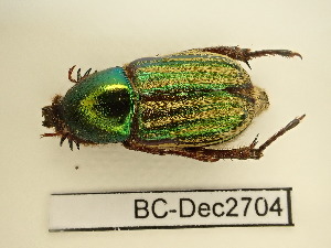  (Glaphyrus opulentus - BC-Dec2704)  @11 [ ] by-nc-sa (2024) Thibaud Decaëns Universite Montpellier, CEFE Lab