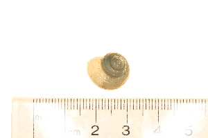  ( - BIOUG00341-D04)  @12 [ ] CreativeCommons - Attribution (2013) Rob Young / Jessmyn Niergarth Centre for Biodiversity Genomics