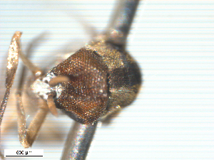  ( - BIOUG-01777-C10)  @11 [ ] CreativeCommons - Attribution (2012) CBG Photography Group Centre for Biodiversity Genomics