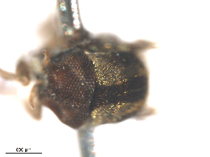  ( - BIOUG-01777-D06)  @11 [ ] CreativeCommons - Attribution (2012) CBG Photography Group Centre for Biodiversity Genomics