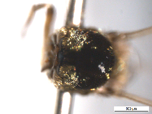  ( - BIOUG-01777-B08)  @11 [ ] CreativeCommons - Attribution (2012) CBG Photography Group Centre for Biodiversity Genomics