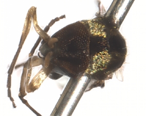  ( - BIOUG-01777-C10)  @11 [ ] CreativeCommons - Attribution (2012) CBG Photography Group Centre for Biodiversity Genomics