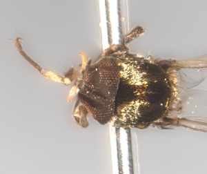  ( - BIOUG-01777-D06)  @11 [ ] CreativeCommons - Attribution (2012) CBG Photography Group Centre for Biodiversity Genomics