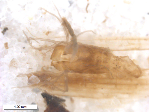  ( - BIOUG-01777-C10)  @11 [ ] CreativeCommons - Attribution (2012) CBG Photography Group Centre for Biodiversity Genomics