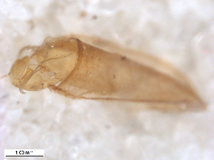  ( - BIOUG-01777-D06)  @11 [ ] CreativeCommons - Attribution (2012) CBG Photography Group Centre for Biodiversity Genomics