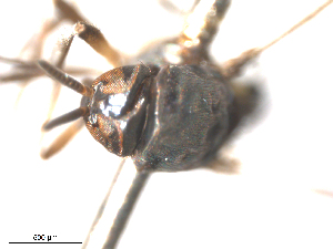  ( - BIOUG01778-E02)  @11 [ ] CreativeCommons - Attribution (2012) CBG Photography Group Centre for Biodiversity Genomics