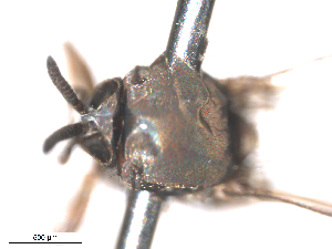  ( - BIOUG01778-E10)  @11 [ ] CreativeCommons - Attribution (2012) CBG Photography Group Centre for Biodiversity Genomics