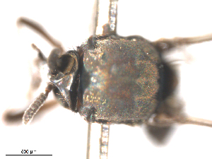  ( - BIOUG01778-E11)  @11 [ ] CreativeCommons - Attribution (2012) CBG Photography Group Centre for Biodiversity Genomics