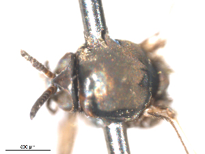  ( - BIOUG01778-E12)  @11 [ ] CreativeCommons - Attribution (2012) CBG Photography Group Centre for Biodiversity Genomics