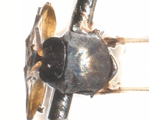  ( - BIOUG01778-B08)  @11 [ ] CreativeCommons - Attribution (2012) CBG Photography Group Centre for Biodiversity Genomics