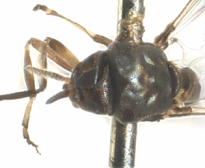  ( - BIOUG01778-E02)  @11 [ ] CreativeCommons - Attribution (2012) CBG Photography Group Centre for Biodiversity Genomics