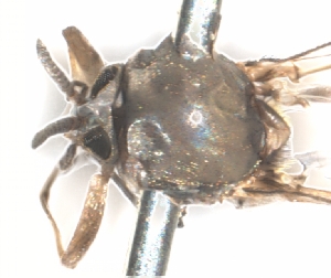  ( - BIOUG01778-E10)  @11 [ ] CreativeCommons - Attribution (2012) CBG Photography Group Centre for Biodiversity Genomics