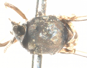  ( - BIOUG01778-E11)  @11 [ ] CreativeCommons - Attribution (2012) CBG Photography Group Centre for Biodiversity Genomics