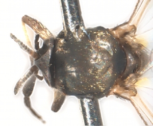  ( - BIOUG01778-E12)  @11 [ ] CreativeCommons - Attribution (2012) CBG Photography Group Centre for Biodiversity Genomics