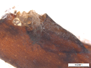  ( - BIOUG01778-B08)  @11 [ ] CreativeCommons - Attribution (2012) CBG Photography Group Centre for Biodiversity Genomics