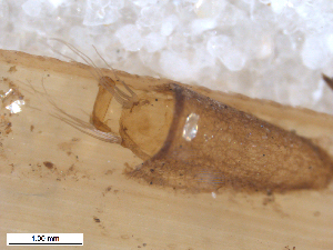  ( - BIOUG01778-E02)  @11 [ ] CreativeCommons - Attribution (2012) CBG Photography Group Centre for Biodiversity Genomics