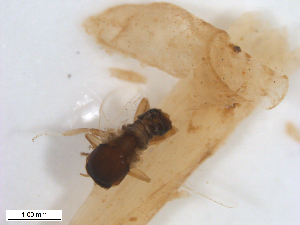  ( - BIOUG01779-A02)  @11 [ ] CreativeCommons - Attribution (2012) CBG Photography Group Centre for Biodiversity Genomics